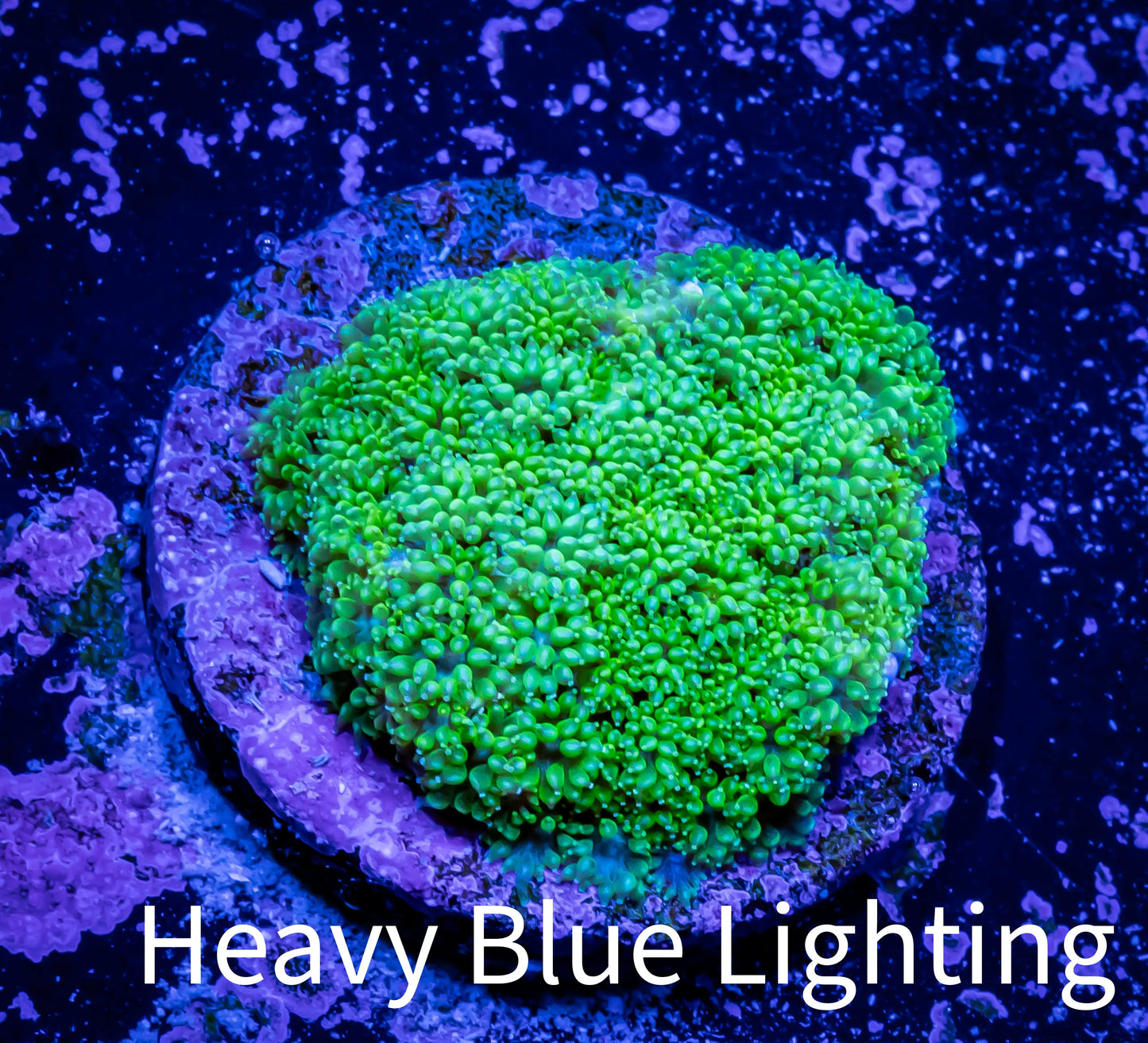 Ultra Bernardpora Coral - Freg WYSIWYG Ultra Bernardpora Coral - Freg WYSIWYG Animals & Pet Supplies Ultra Bernardpora Coral - Freg WYSIWYG Zeo Box Reef