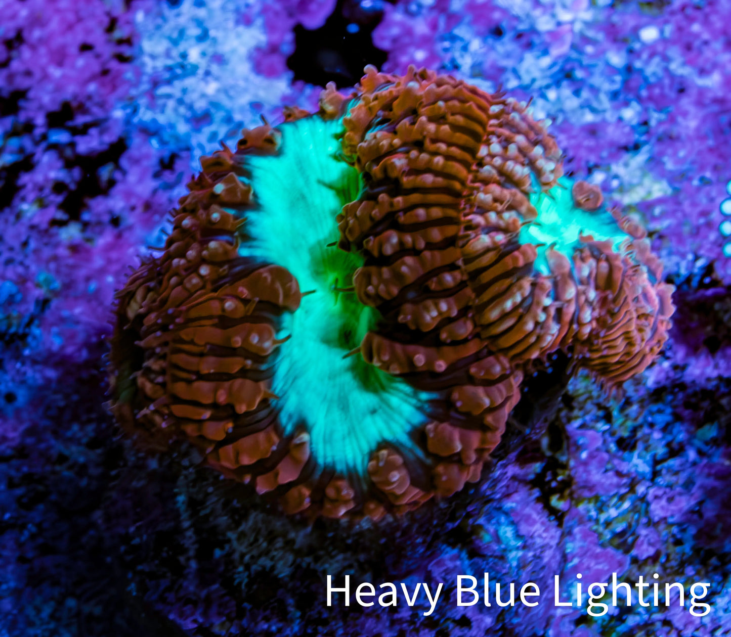 Ultra Blastomussa Wellsi Coral Frag WYSIWYG A1R4B2 Ultra Blastomussa Wellsi Coral Frag WYSIWYG A1R4B2 LPS Ultra Blastomussa Wellsi Coral Frag WYSIWYG A1R4B2 Zeo Box Reef
