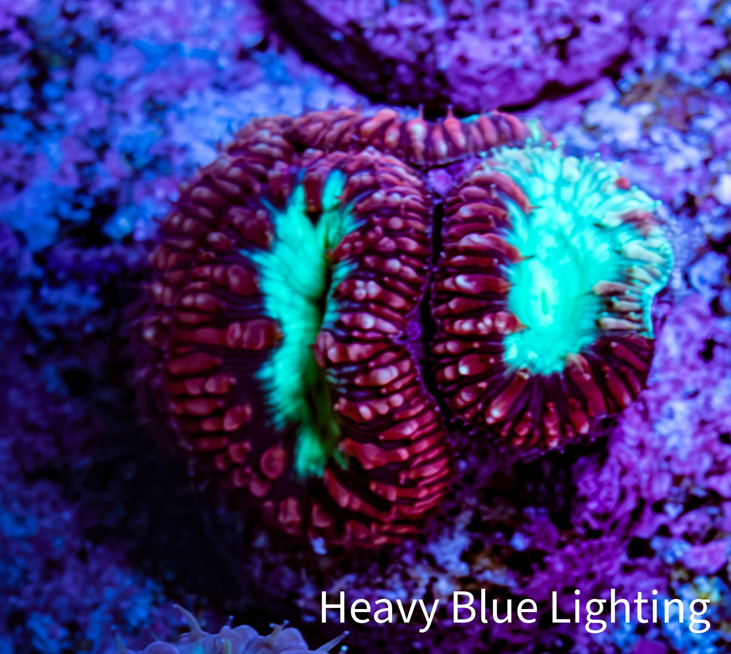 Ultra Blastomussa Wellsi Coral Frag WYSIWYG A2R4B2 Ultra Blastomussa Wellsi Coral Frag WYSIWYG A2R4B2 LPS Ultra Blastomussa Wellsi Coral Frag WYSIWYG A2R4B2 Zeo Box Reef