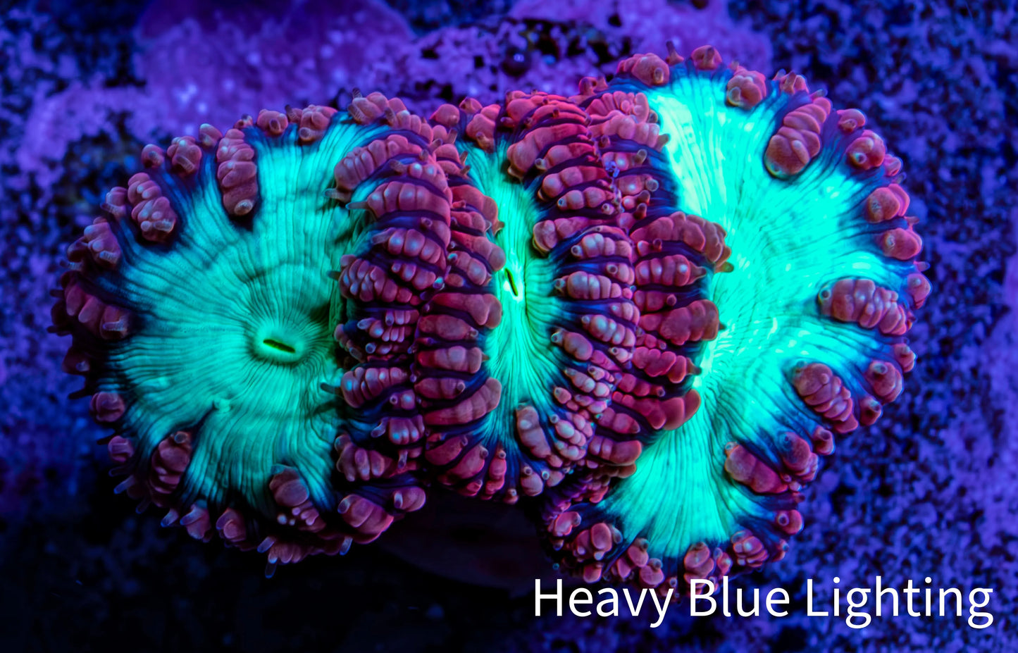 Ultra Blastomussa Wellsi Coral Frag WYSIWYG B3R4B2 Ultra Blastomussa Wellsi Coral Frag WYSIWYG B3R4B2 LPS Ultra Blastomussa Wellsi Coral Frag WYSIWYG B3R4B2 Zeo Box Reef