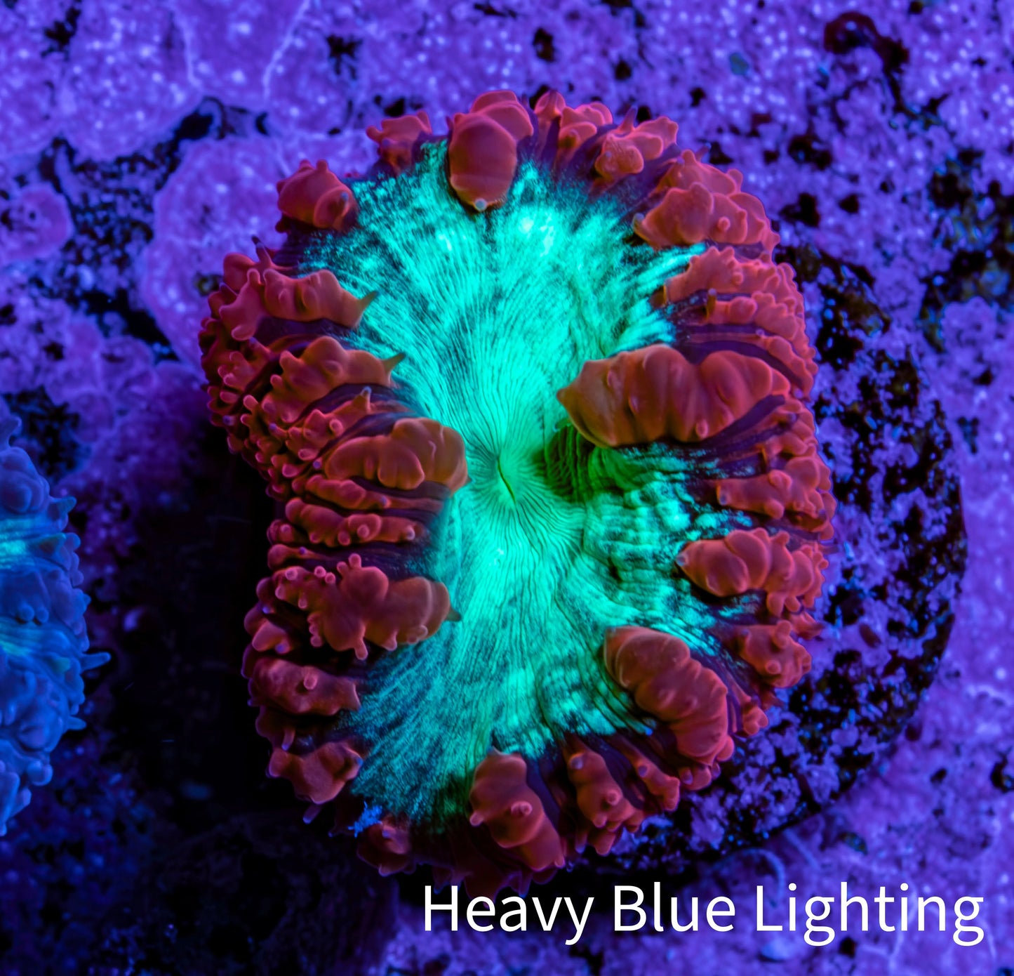 Ultra Blastomussa Wellsi Coral Frag WYSIWYG F11R4B2 Ultra Blastomussa Wellsi Coral Frag WYSIWYG F11R4B2 LPS Ultra Blastomussa Wellsi Coral Frag WYSIWYG F11R4B2 Zeo Box Reef