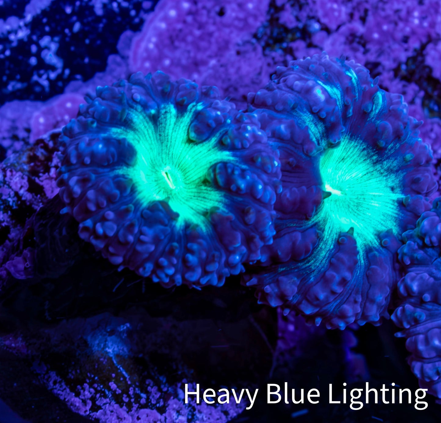 Ultra Blastomussa Wellsi Coral Frag WYSIWYG F9R4B2 Ultra Blastomussa Wellsi Coral Frag WYSIWYG F9R4B2 LPS Ultra Blastomussa Wellsi Coral Frag WYSIWYG F9R4B2 Zeo Box Reef