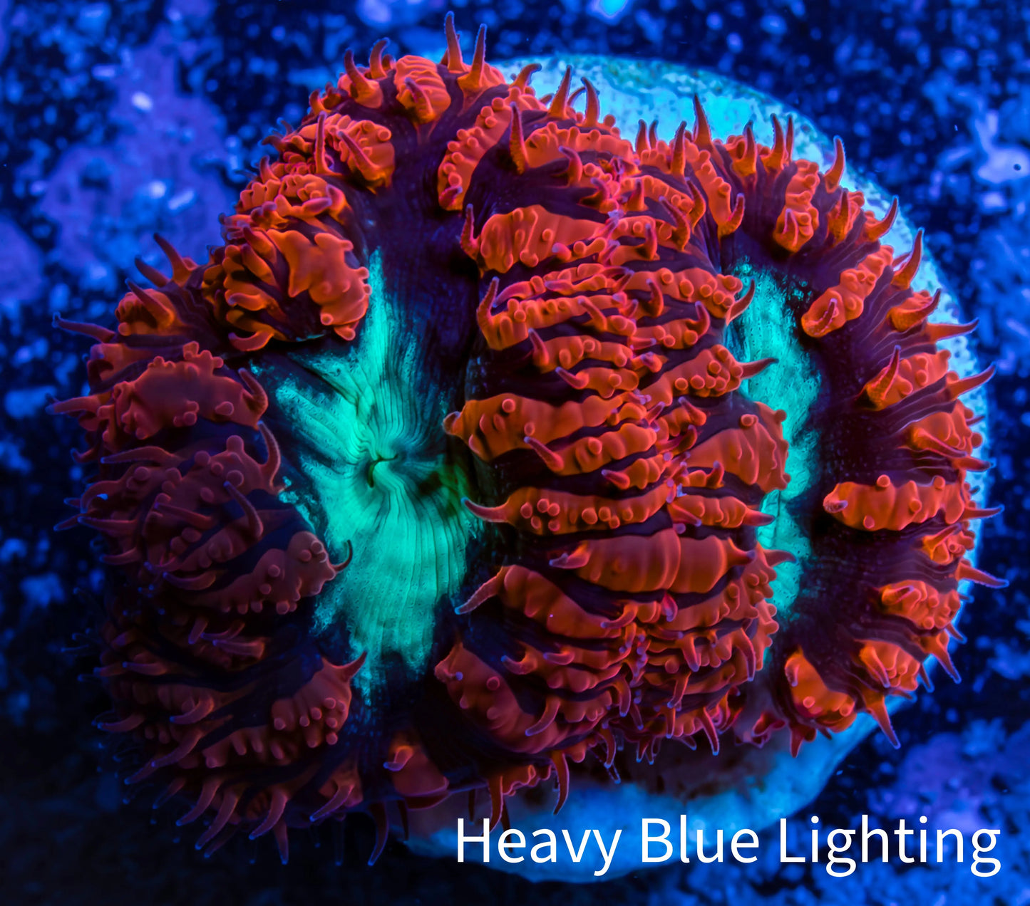 Ultra Blastomussa Wellsi Coral- WYSIWYG Frag A1R4B2 Ultra Blastomussa Wellsi Coral- WYSIWYG Frag A1R4B2 LPS Ultra Blastomussa Wellsi Coral- WYSIWYG Frag A1R4B2 Zeo Box Reef