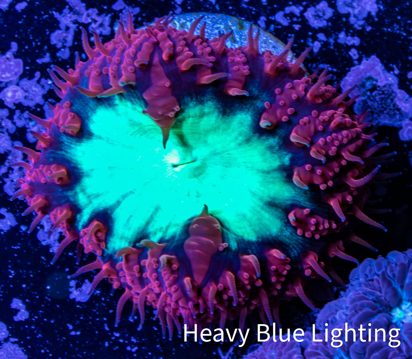 Ultra Blastomussa Wellsi Coral- WYSIWYG Frag A2R4B2 Ultra Blastomussa Wellsi Coral- WYSIWYG Frag A2R4B2 LPS Ultra Blastomussa Wellsi Coral- WYSIWYG Frag A2R4B2 Zeo Box Reef