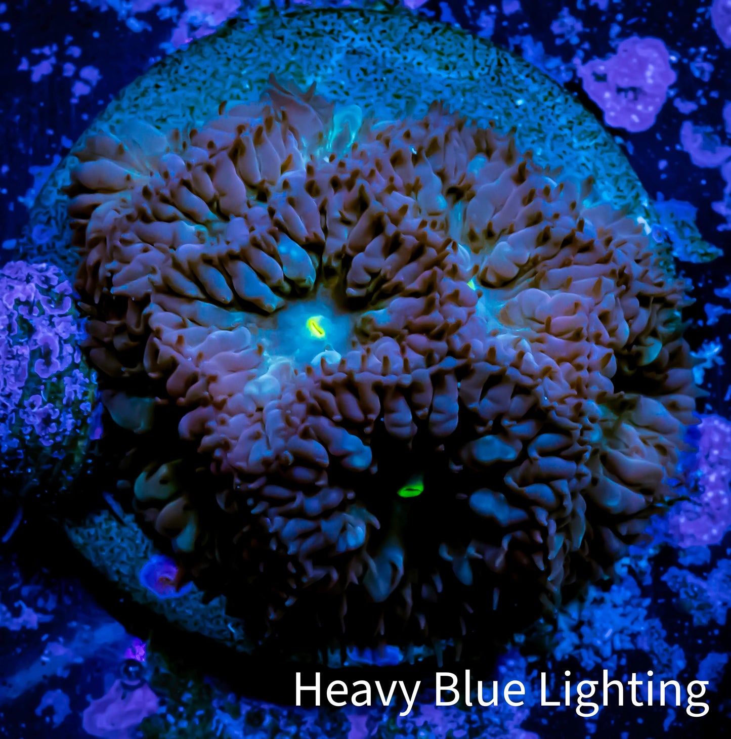 Ultra Blastomussa Wellsi Coral- WYSIWYG Frag A2R5B2 Ultra Blastomussa Wellsi Coral- WYSIWYG Frag A2R5B2 LPS Ultra Blastomussa Wellsi Coral- WYSIWYG Frag A2R5B2 Zeo Box Reef
