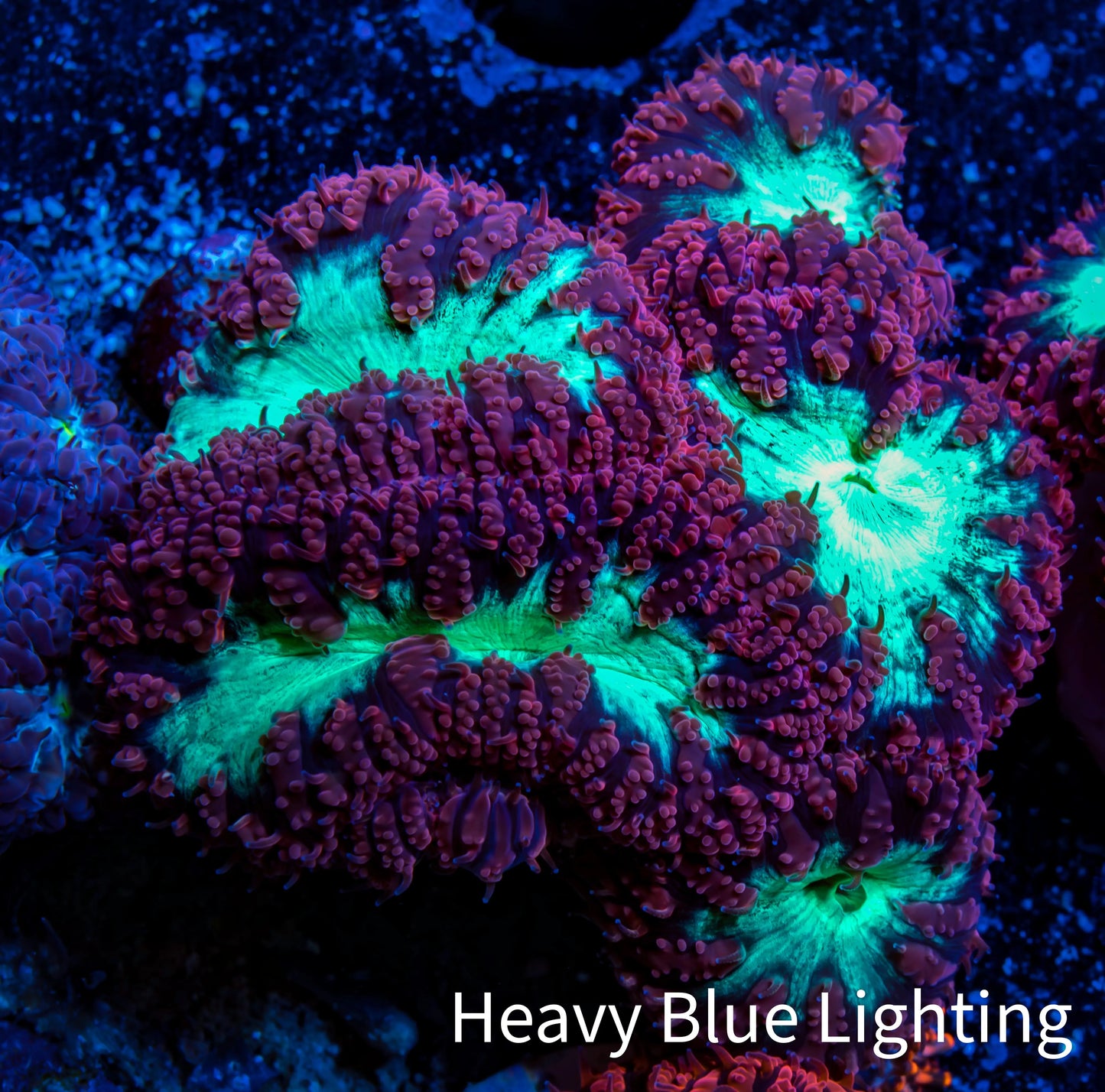 Ultra Blastomussa Wellsi Coral- WYSIWYG Frag A3R4B2 Ultra Blastomussa Wellsi Coral- WYSIWYG Frag A3R4B2 LPS Ultra Blastomussa Wellsi Coral- WYSIWYG Frag A3R4B2 Zeo Box Reef