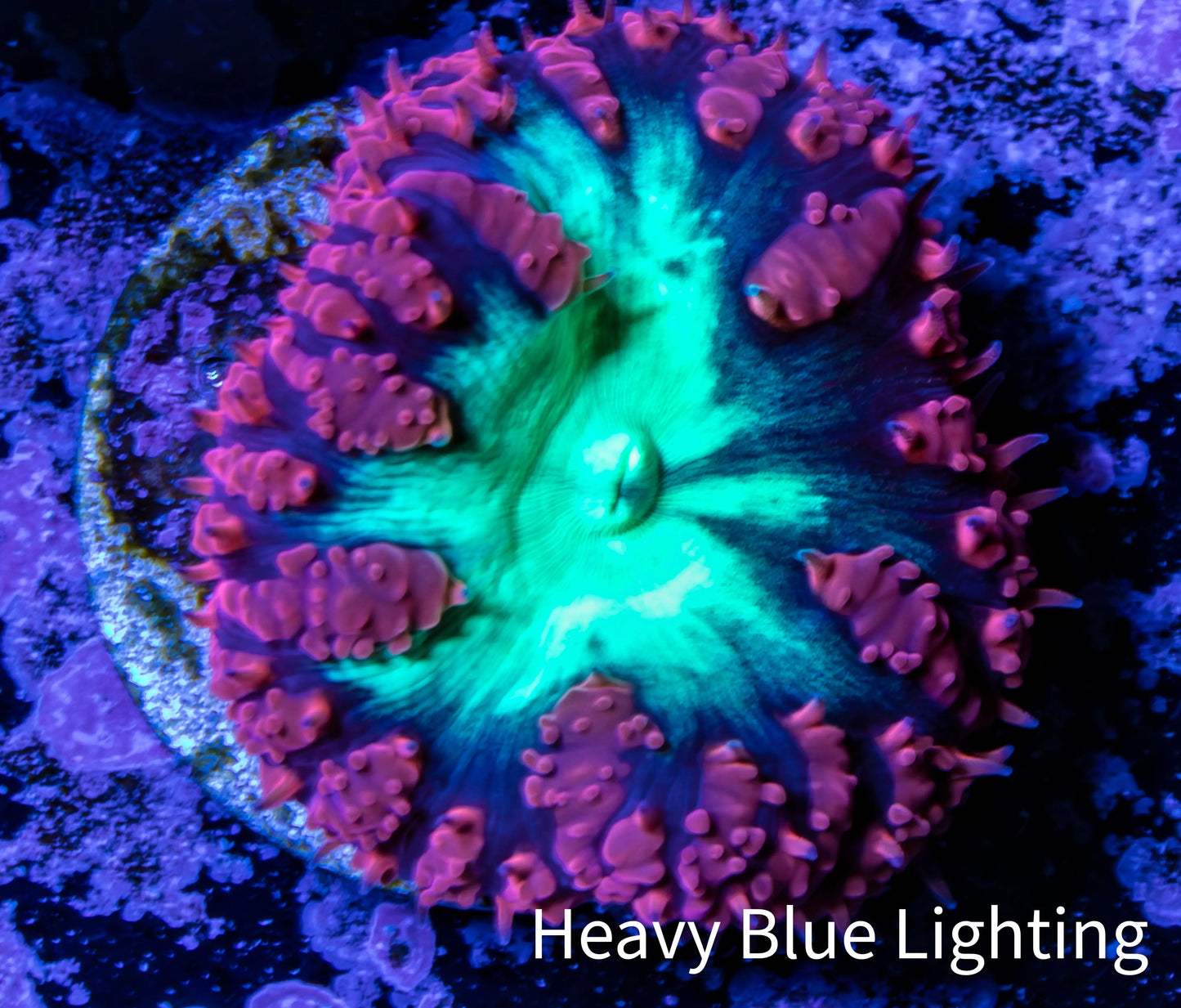 Ultra Blastomussa Wellsi Coral- WYSIWYG Frag A3R4B2 Ultra Blastomussa Wellsi Coral- WYSIWYG Frag A3R4B2 LPS Ultra Blastomussa Wellsi Coral- WYSIWYG Frag A3R4B2 Zeo Box Reef