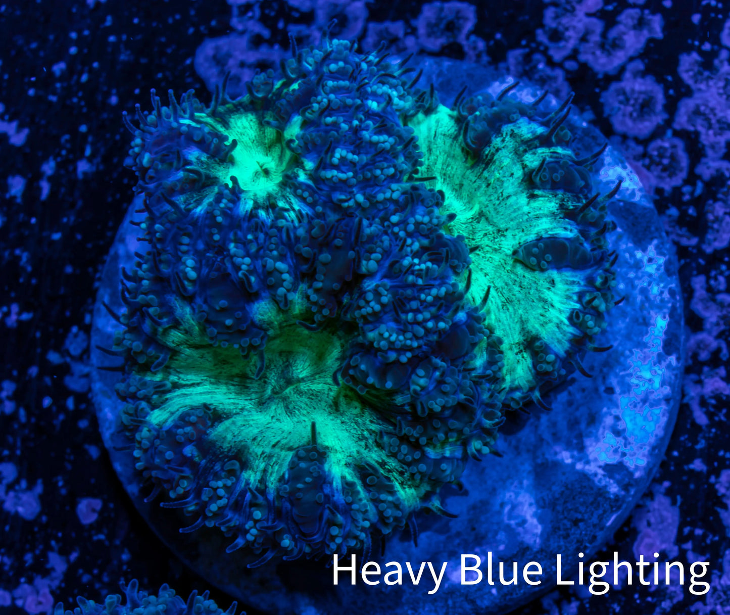 Ultra Blastomussa Wellsi Coral- WYSIWYG Frag A4R4B2 Ultra Blastomussa Wellsi Coral- WYSIWYG Frag A4R4B2 LPS Ultra Blastomussa Wellsi Coral- WYSIWYG Frag A4R4B2 Zeo Box Reef