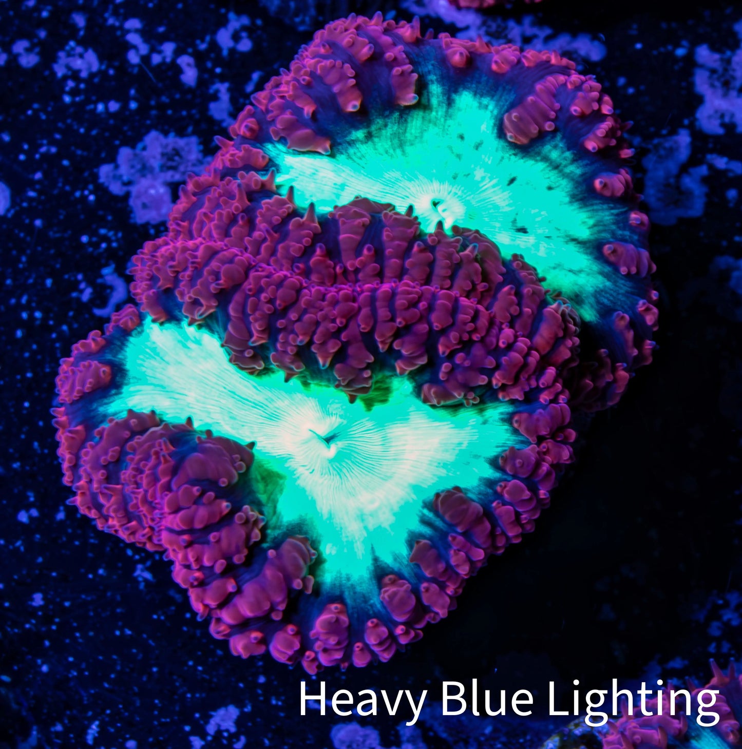 Ultra Blastomussa Wellsi Coral- WYSIWYG Frag A4R4B2 Ultra Blastomussa Wellsi Coral- WYSIWYG Frag A4R4B2 LPS Ultra Blastomussa Wellsi Coral- WYSIWYG Frag A4R4B2 Zeo Box Reef