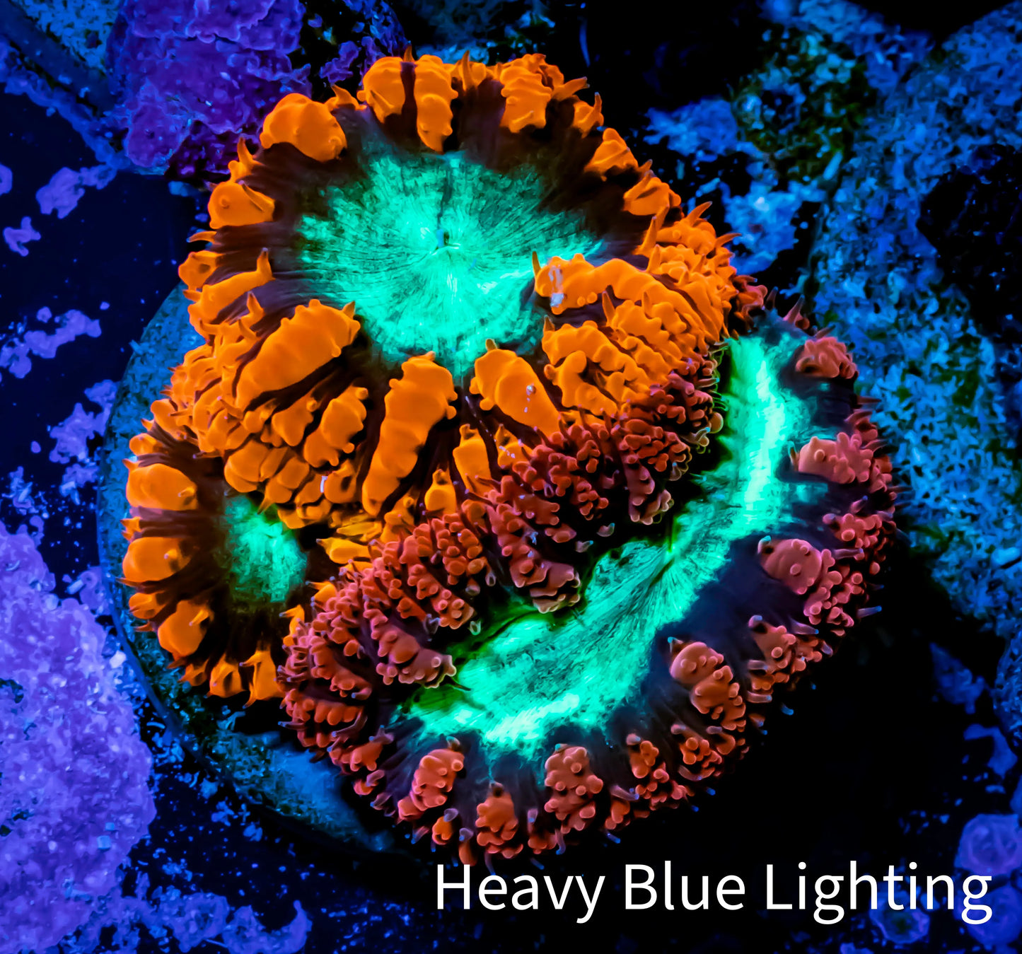 Ultra Blastomussa Wellsi Coral- WYSIWYG Frag B1R5B2 Ultra Blastomussa Wellsi Coral- WYSIWYG Frag B1R5B2 LPS Ultra Blastomussa Wellsi Coral- WYSIWYG Frag B1R5B2 Zeo Box Reef