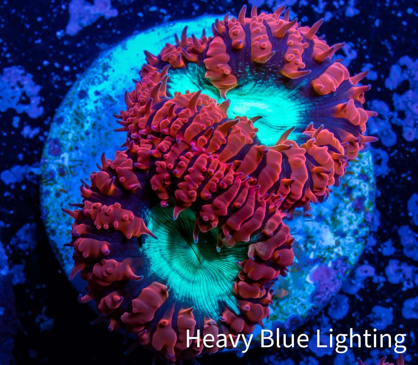 Ultra Blastomussa Wellsi Coral- WYSIWYG Frag B3R4B2 Ultra Blastomussa Wellsi Coral- WYSIWYG Frag B3R4B2 LPS Ultra Blastomussa Wellsi Coral- WYSIWYG Frag B3R4B2 Zeo Box Reef