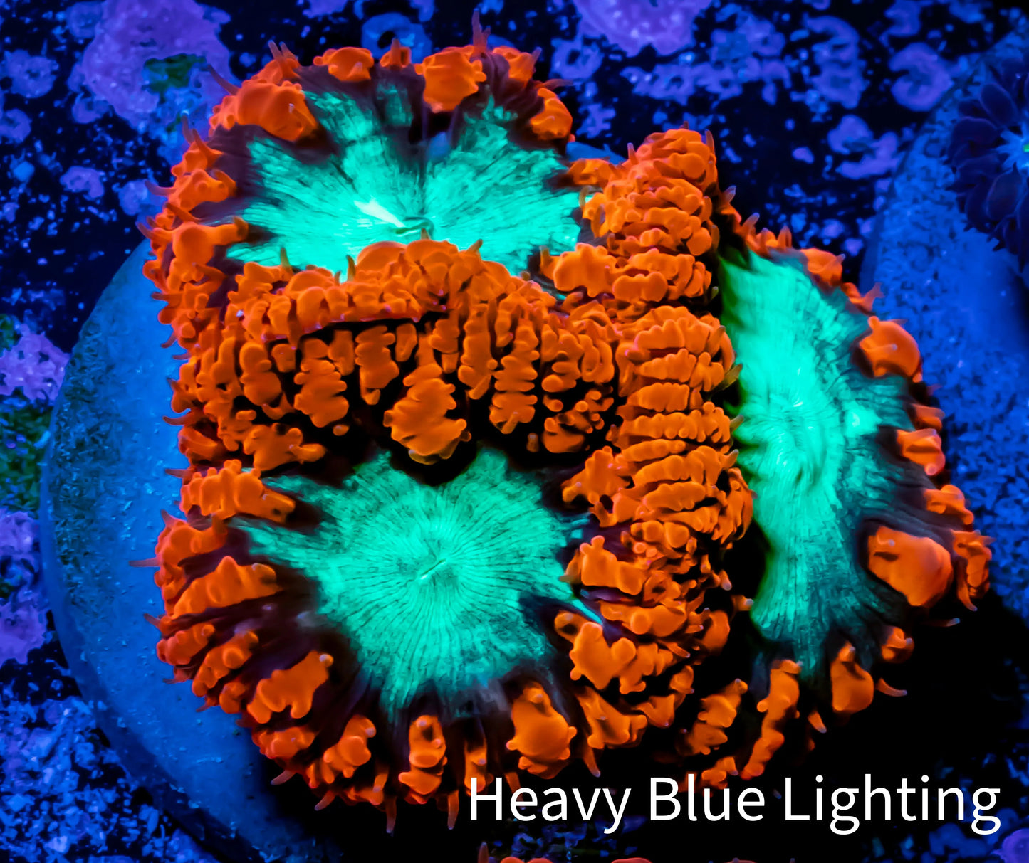 Ultra Blastomussa Wellsi Coral- WYSIWYG Frag B3R5B2 Ultra Blastomussa Wellsi Coral- WYSIWYG Frag B3R5B2 LPS Ultra Blastomussa Wellsi Coral- WYSIWYG Frag B3R5B2 Zeo Box Reef