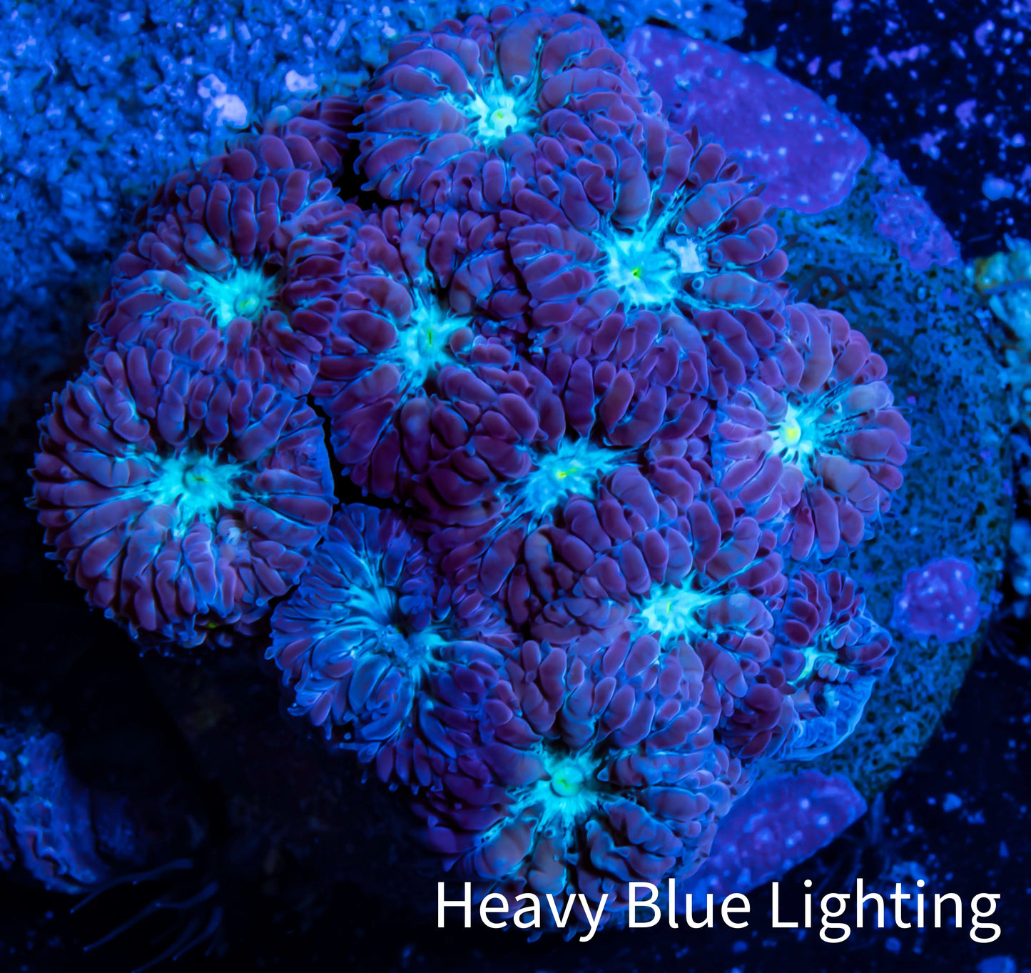 Ultra Blastomussa Wellsi Coral- WYSIWYG Frag C2R4B2 Ultra Blastomussa Wellsi Coral- WYSIWYG Frag C2R4B2 LPS Ultra Blastomussa Wellsi Coral- WYSIWYG Frag C2R4B2 Zeo Box Reef