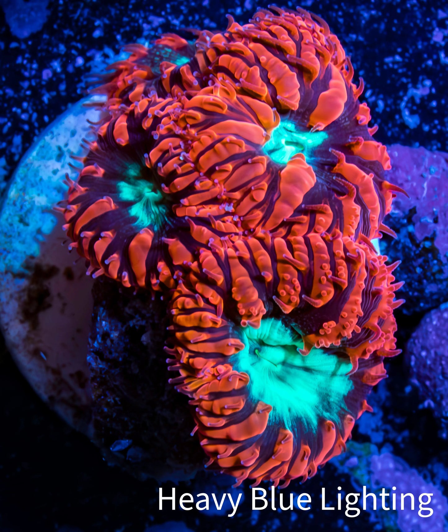 Ultra Blastomussa Wellsi Coral- WYSIWYG Frag C3R4B2 Ultra Blastomussa Wellsi Coral- WYSIWYG Frag C3R4B2 LPS Ultra Blastomussa Wellsi Coral- WYSIWYG Frag C3R4B2 Zeo Box Reef