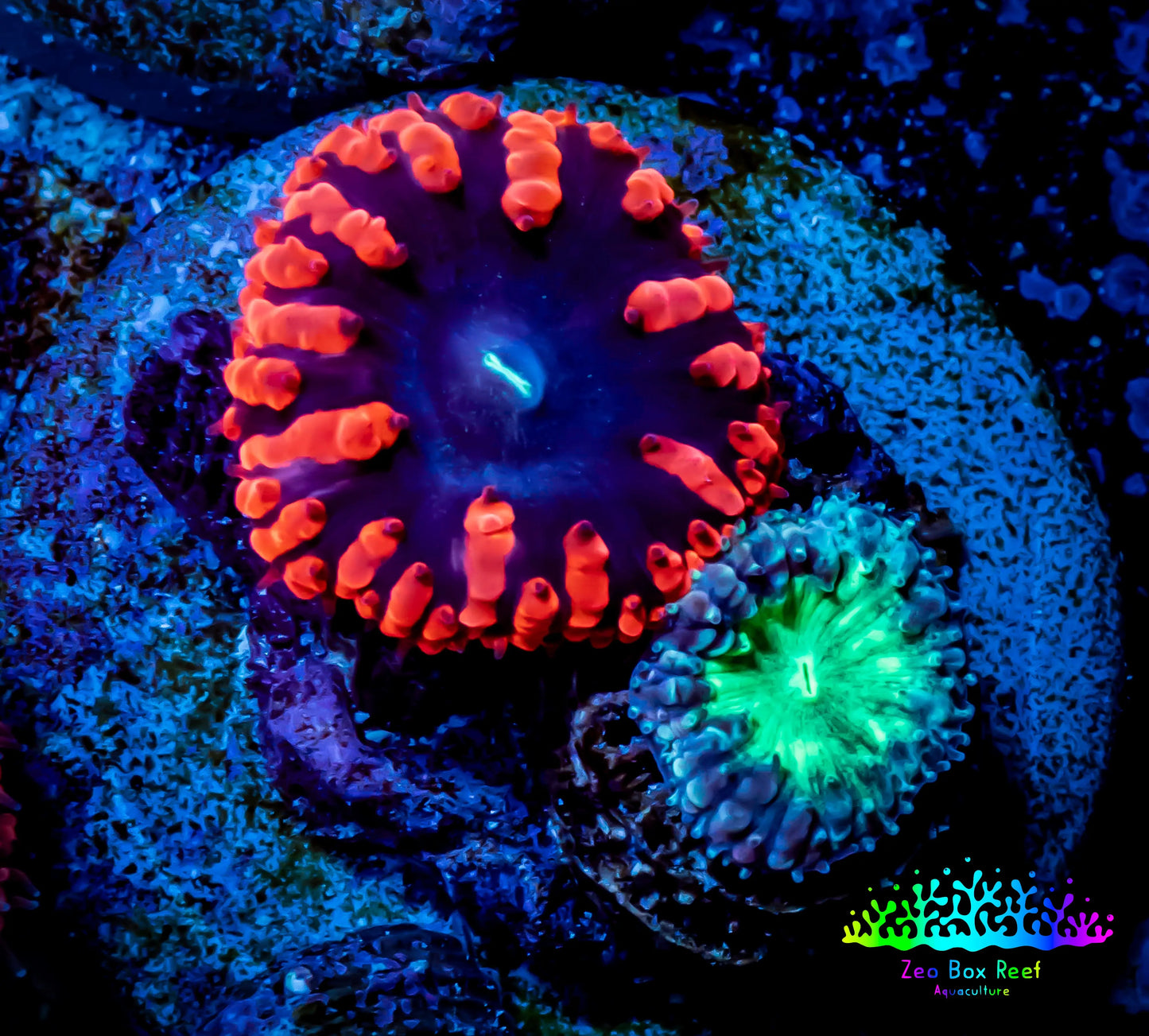 Ultra Blastomussa Wellsi Coral- WYSIWYG Frag D1R5B2 Ultra Blastomussa Wellsi Coral- WYSIWYG Frag D1R5B2 LPS Ultra Blastomussa Wellsi Coral- WYSIWYG Frag D1R5B2 Zeo Box Reef