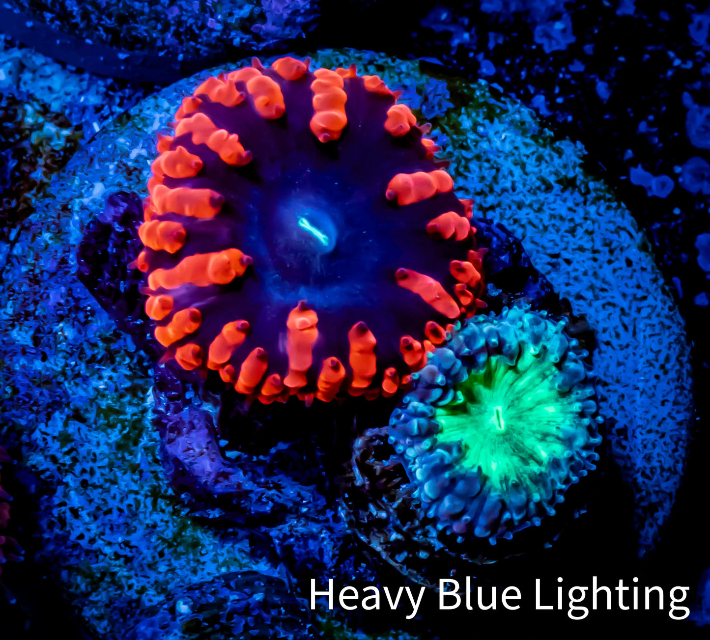 Ultra Blastomussa Wellsi Coral- WYSIWYG Frag D1R5B2 Ultra Blastomussa Wellsi Coral- WYSIWYG Frag D1R5B2 LPS Ultra Blastomussa Wellsi Coral- WYSIWYG Frag D1R5B2 Zeo Box Reef