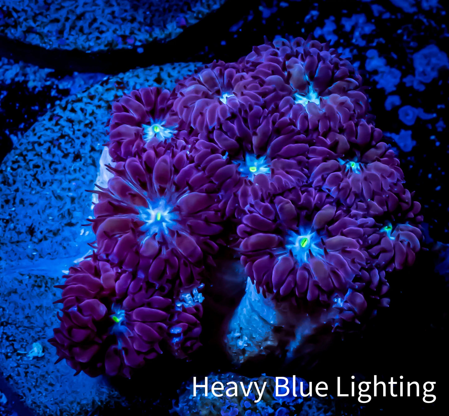 Ultra Blastomussa Wellsi Coral- WYSIWYG Frag D2R5B2 Ultra Blastomussa Wellsi Coral- WYSIWYG Frag D2R5B2 LPS Ultra Blastomussa Wellsi Coral- WYSIWYG Frag D2R5B2 Zeo Box Reef