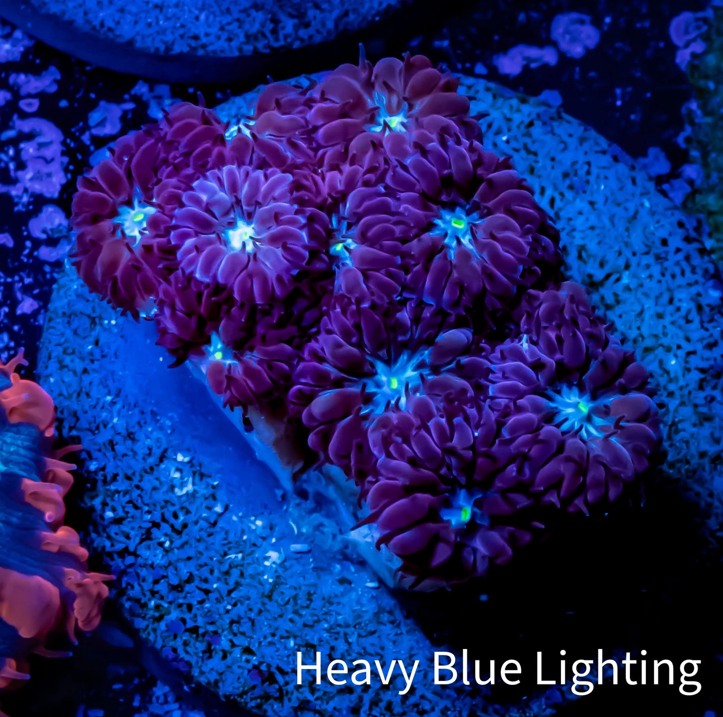 Ultra Blastomussa Wellsi Coral- WYSIWYG Frag D3R5B2 Ultra Blastomussa Wellsi Coral- WYSIWYG Frag D3R5B2 LPS Ultra Blastomussa Wellsi Coral- WYSIWYG Frag D3R5B2 Zeo Box Reef