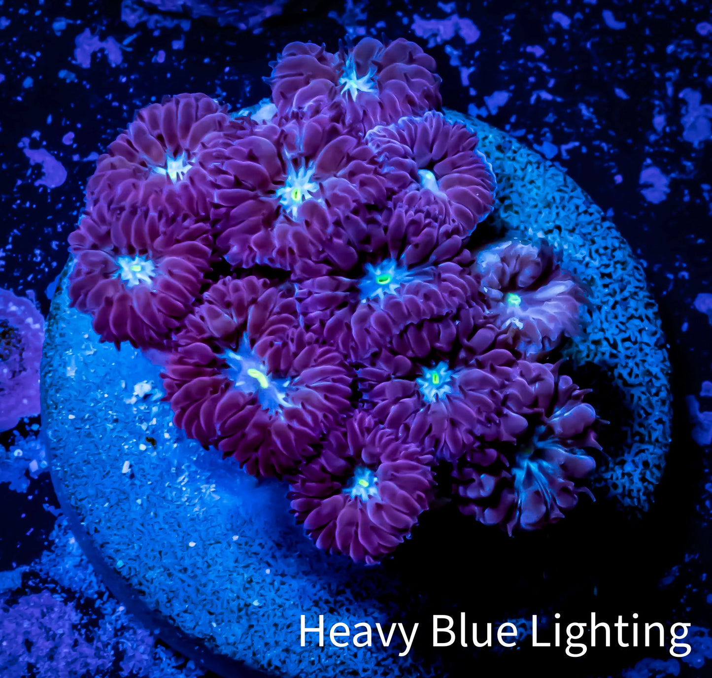 Ultra Blastomussa Wellsi Coral- WYSIWYG Frag D4R5B2 Ultra Blastomussa Wellsi Coral- WYSIWYG Frag D4R5B2 LPS Ultra Blastomussa Wellsi Coral- WYSIWYG Frag D4R5B2 Zeo Box Reef