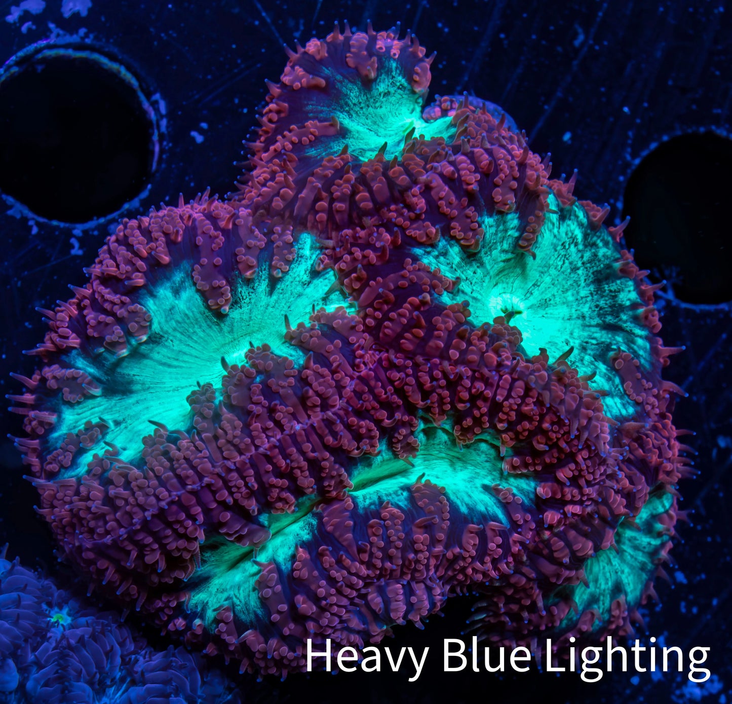 Ultra Blastomussa Wellsi Coral- WYSIWYG Frag Ultra Blastomussa Wellsi Coral- WYSIWYG Frag LPS Ultra Blastomussa Wellsi Coral- WYSIWYG Frag Zeo Box Reef