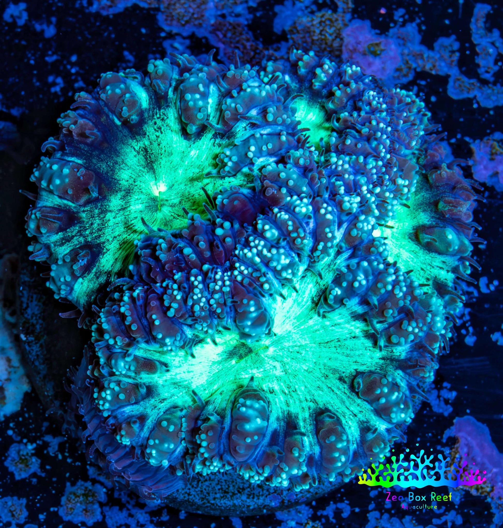 Ultra Blastomussa Wellsi Coral- WYSIWYG Frag Ultra Blastomussa Wellsi Coral- WYSIWYG Frag LPS Ultra Blastomussa Wellsi Coral- WYSIWYG Frag Zeo Box Reef