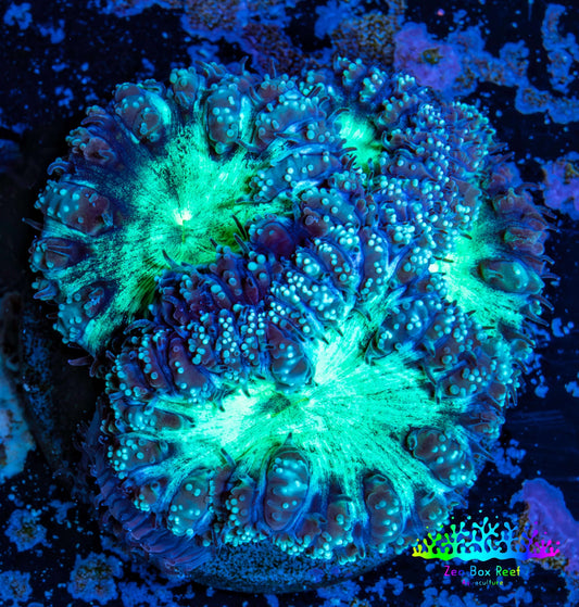 Ultra Blastomussa Wellsi Coral- WYSIWYG Frag Ultra Blastomussa Wellsi Coral- WYSIWYG Frag LPS Ultra Blastomussa Wellsi Coral- WYSIWYG Frag Zeo Box Reef