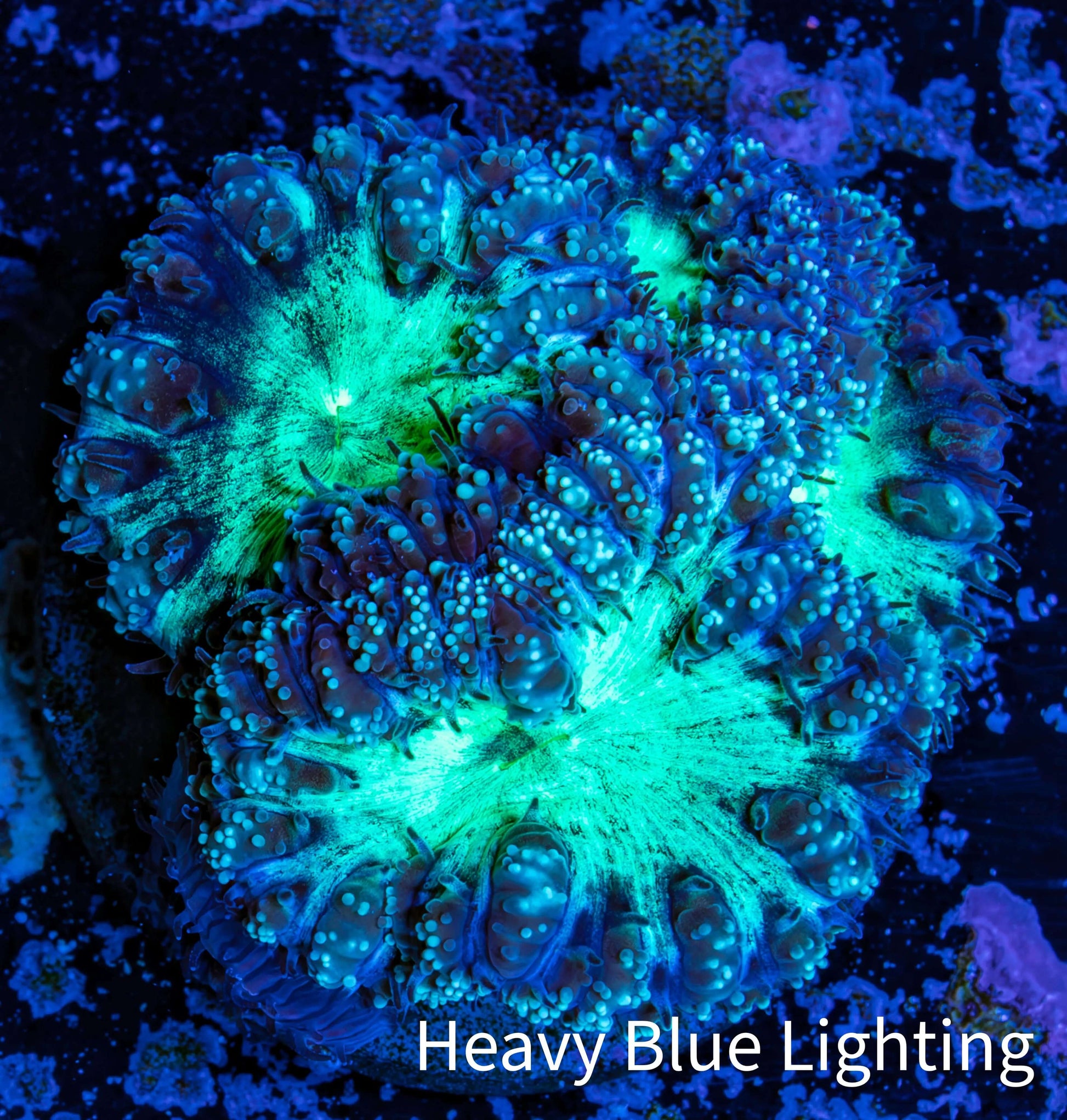 Ultra Blastomussa Wellsi Coral- WYSIWYG Frag Ultra Blastomussa Wellsi Coral- WYSIWYG Frag LPS Ultra Blastomussa Wellsi Coral- WYSIWYG Frag Zeo Box Reef