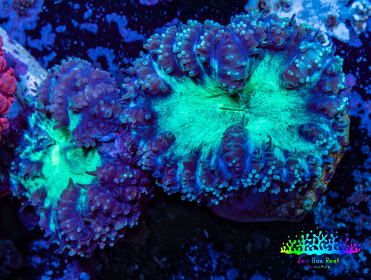 Ultra Blastomussa Wellsi Coral- WYSIWYG Frag Ultra Blastomussa Wellsi Coral- WYSIWYG Frag LPS Ultra Blastomussa Wellsi Coral- WYSIWYG Frag Zeo Box Reef