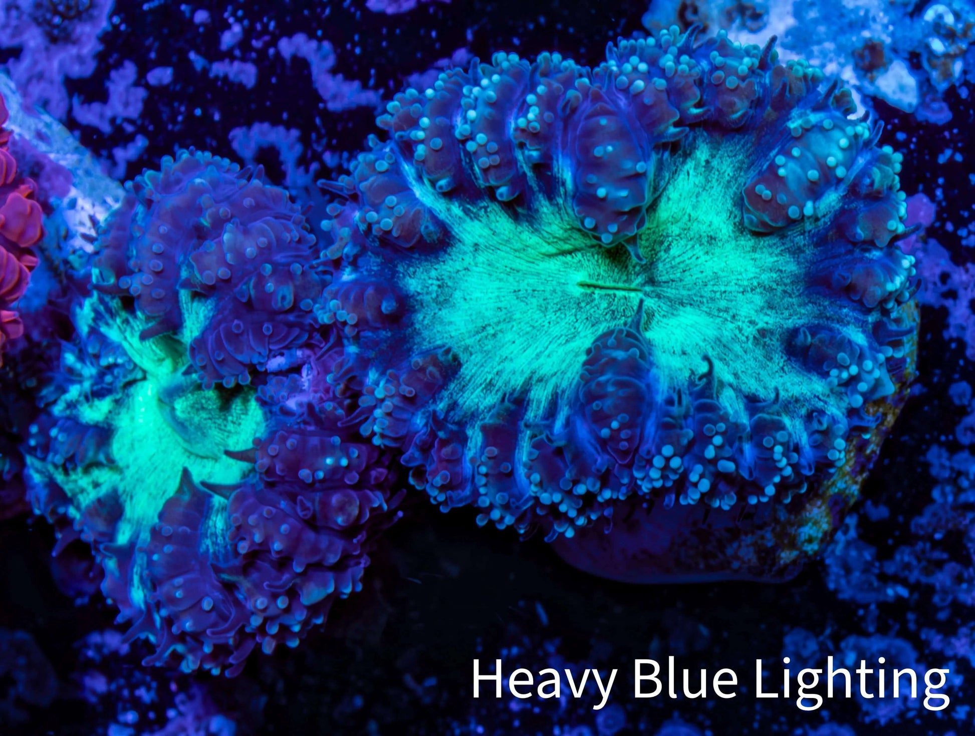 Ultra Blastomussa Wellsi Coral- WYSIWYG Frag Ultra Blastomussa Wellsi Coral- WYSIWYG Frag LPS Ultra Blastomussa Wellsi Coral- WYSIWYG Frag Zeo Box Reef