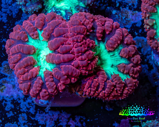 Ultra Blastomussa Wellsi Coral- WYSIWYG Frag Ultra Blastomussa Wellsi Coral- WYSIWYG Frag LPS Ultra Blastomussa Wellsi Coral- WYSIWYG Frag Zeo Box Reef