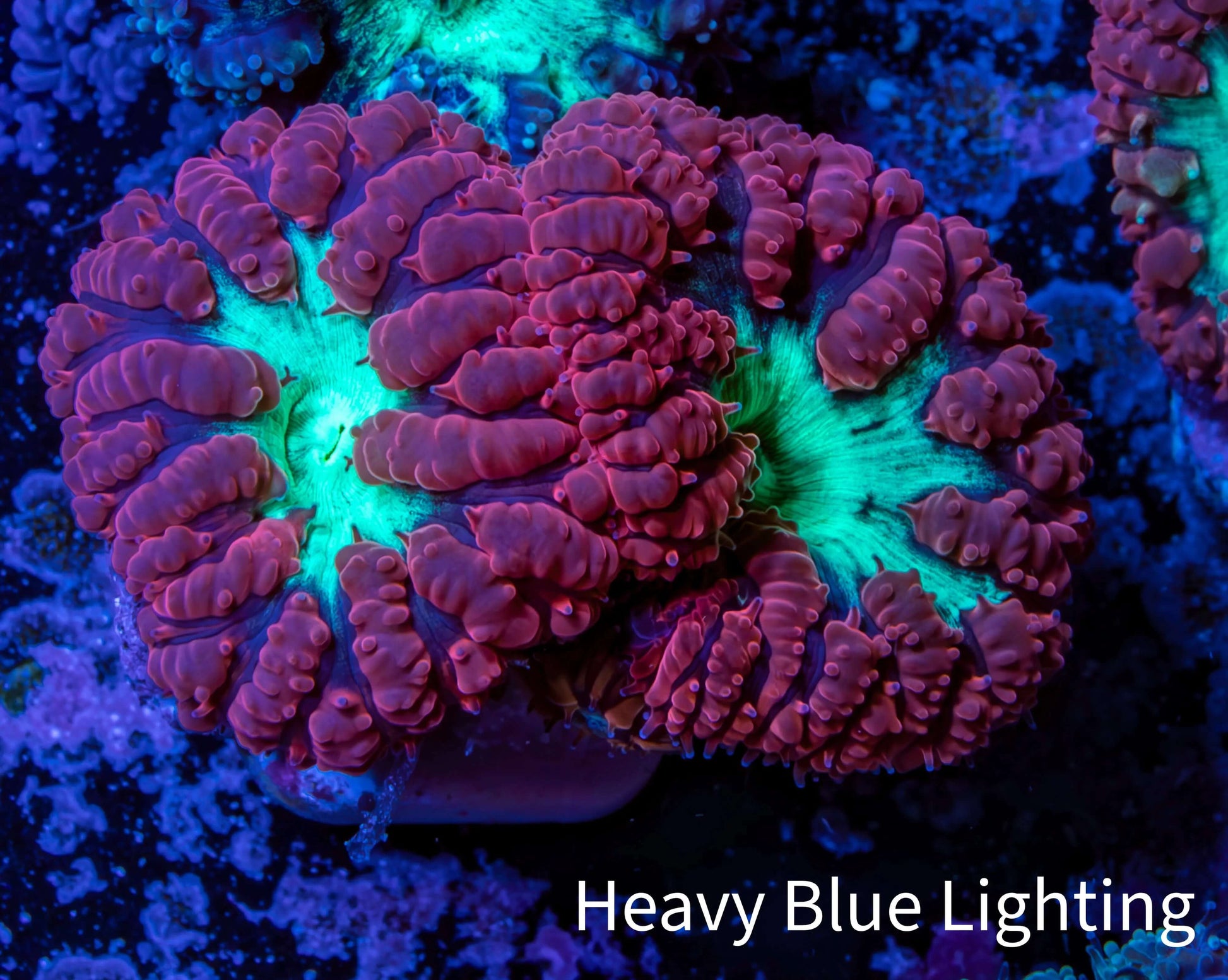 Ultra Blastomussa Wellsi Coral- WYSIWYG Frag Ultra Blastomussa Wellsi Coral- WYSIWYG Frag LPS Ultra Blastomussa Wellsi Coral- WYSIWYG Frag Zeo Box Reef