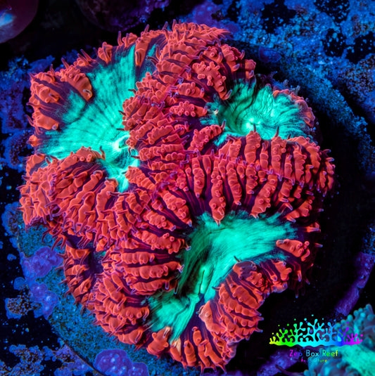 Ultra Blastomussa Wellsi Coral- WYSIWYG Frag Ultra Blastomussa Wellsi Coral- WYSIWYG Frag LPS Ultra Blastomussa Wellsi Coral- WYSIWYG Frag Zeo Box Reef