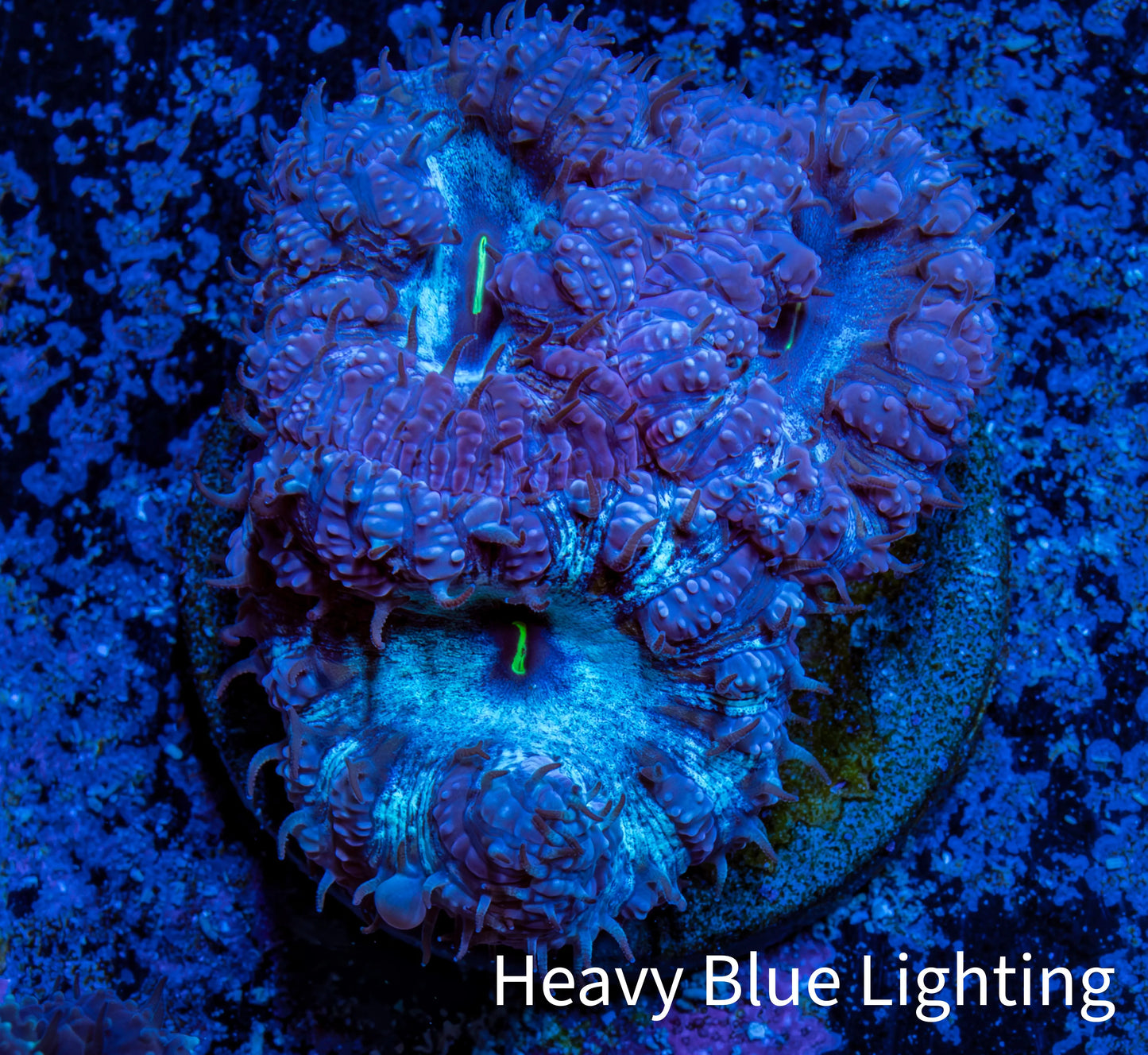 Ultra Blastomussa Wellsi Coral- WYSIWYG Frag Ultra Blastomussa Wellsi Coral- WYSIWYG Frag LPS Ultra Blastomussa Wellsi Coral- WYSIWYG Frag Zeo Box Reef