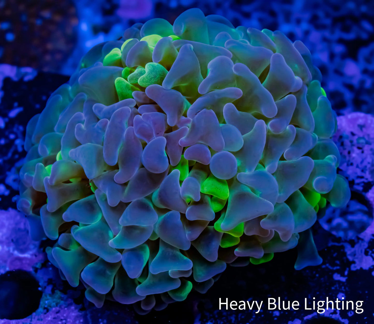 Ultra Blotch Hammer Coral WYSIWYG 5cm A2R5B1 Ultra Blotch Hammer Coral WYSIWYG 5cm A2R5B1 Aquarium Decor Ultra Blotch Hammer Coral WYSIWYG 5cm A2R5B1 Zeo Box Reef