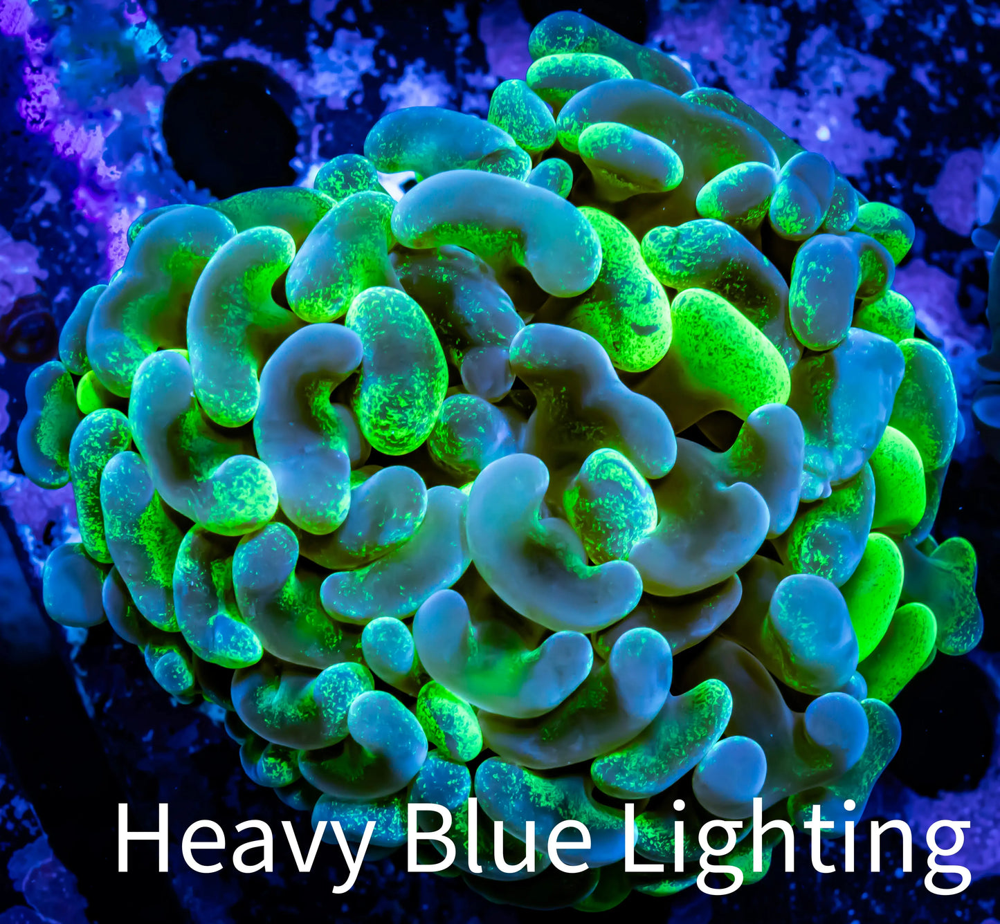 Ultra Blotch Hammer Coral WYSIWYG 6cm C1R5B1 Ultra Blotch Hammer Coral WYSIWYG 6cm C1R5B1 Aquarium Decor Ultra Blotch Hammer Coral WYSIWYG 6cm C1R5B1 Zeo Box Reef