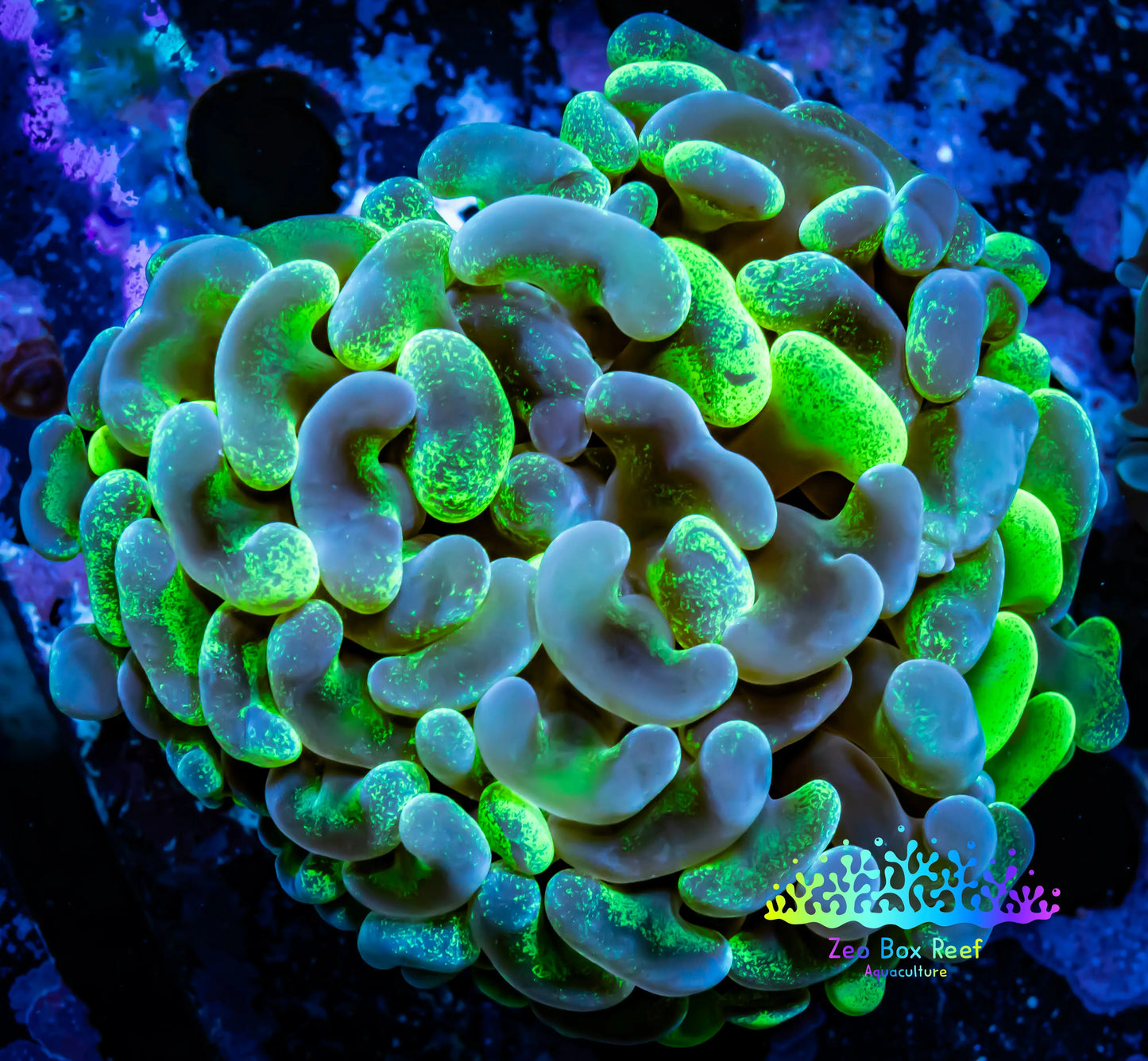 Ultra Blotch Hammer Coral WYSIWYG 6cm C1R5B1 Ultra Blotch Hammer Coral WYSIWYG 6cm C1R5B1 Aquarium Decor Ultra Blotch Hammer Coral WYSIWYG 6cm C1R5B1 Zeo Box Reef