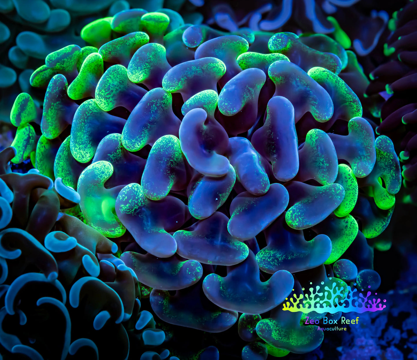 Ultra Blotch Hammer Coral WYSIWYG 6cm C3R5B1 Ultra Blotch Hammer Coral WYSIWYG 6cm C3R5B1 Aquarium Decor Ultra Blotch Hammer Coral WYSIWYG 6cm C3R5B1 Zeo Box Reef