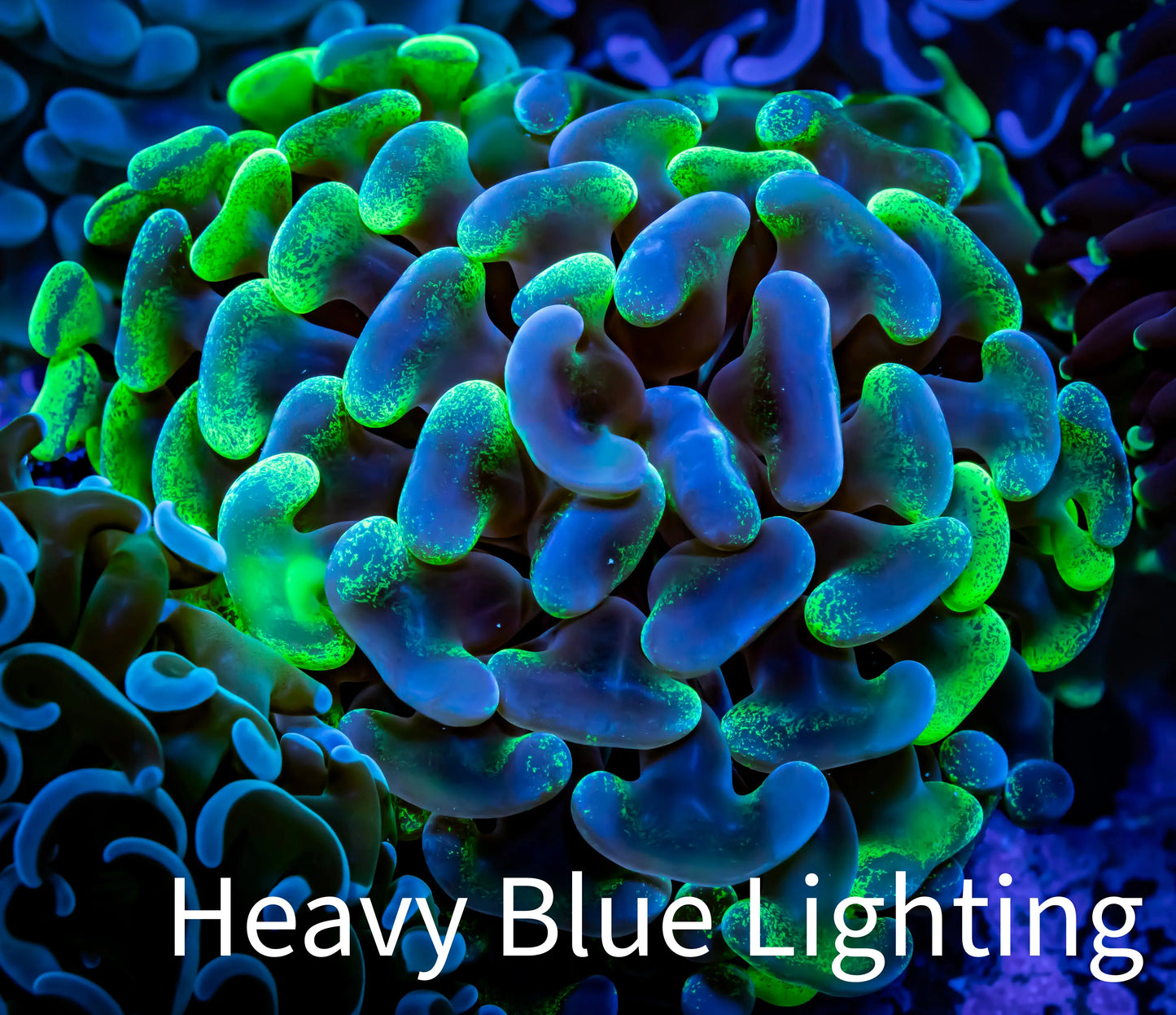 Ultra Blotch Hammer Coral WYSIWYG 6cm C3R5B1 Ultra Blotch Hammer Coral WYSIWYG 6cm C3R5B1 Aquarium Decor Ultra Blotch Hammer Coral WYSIWYG 6cm C3R5B1 Zeo Box Reef