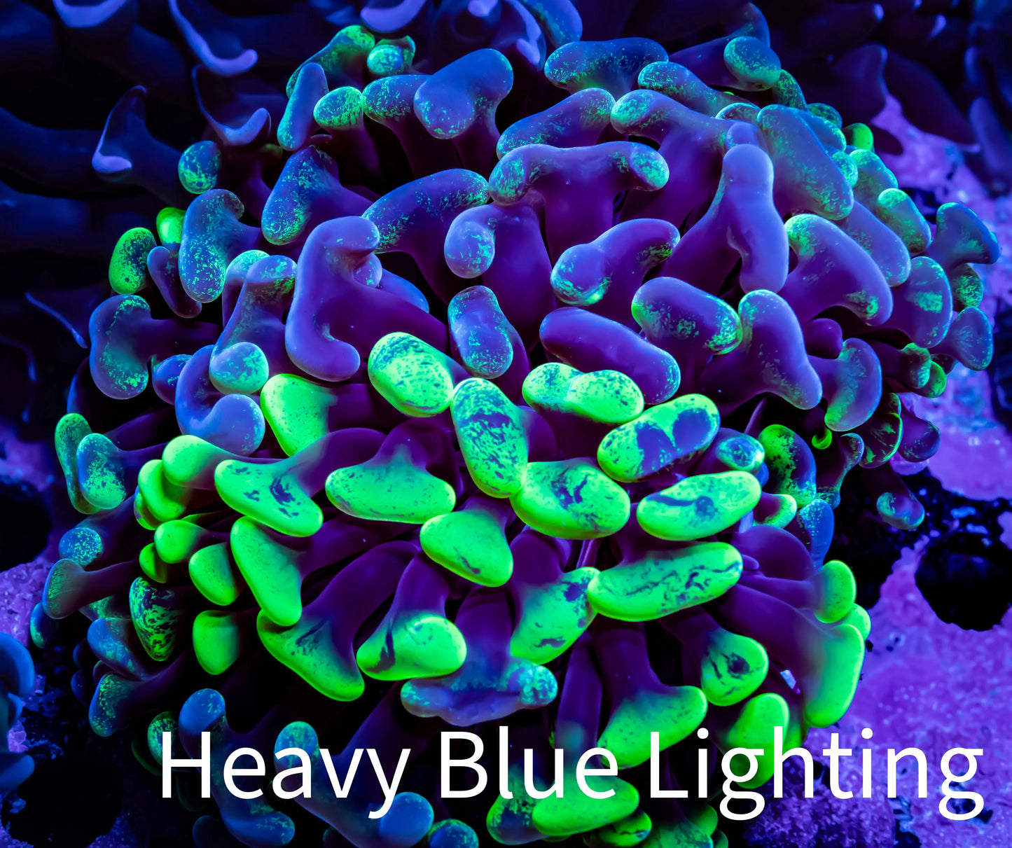 Ultra Blotch Hammer Coral WYSIWYG 8cm B4R5B1 Ultra Blotch Hammer Coral WYSIWYG 8cm B4R5B1 Aquarium Decor Ultra Blotch Hammer Coral WYSIWYG 8cm B4R5B1 Zeo Box Reef