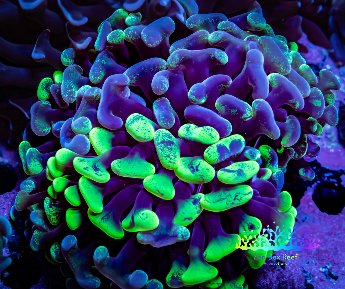 Ultra Blotch Hammer Coral WYSIWYG 8cm B4R5B1 Ultra Blotch Hammer Coral WYSIWYG 8cm B4R5B1 Aquarium Decor Ultra Blotch Hammer Coral WYSIWYG 8cm B4R5B1 Zeo Box Reef
