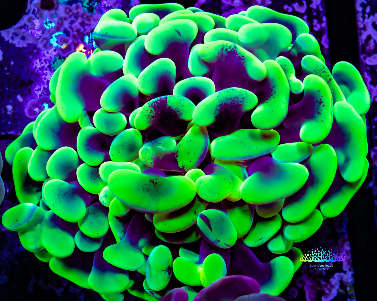 Ultra Blotchy Toxic Green Tip Hammer Coral WYSIWYG 5cm Ultra Blotchy Toxic Green Tip Hammer Coral WYSIWYG 5cm Aquarium Decor Ultra Blotchy Toxic Green Tip Hammer Coral WYSIWYG 5cm Zeo Box Reef