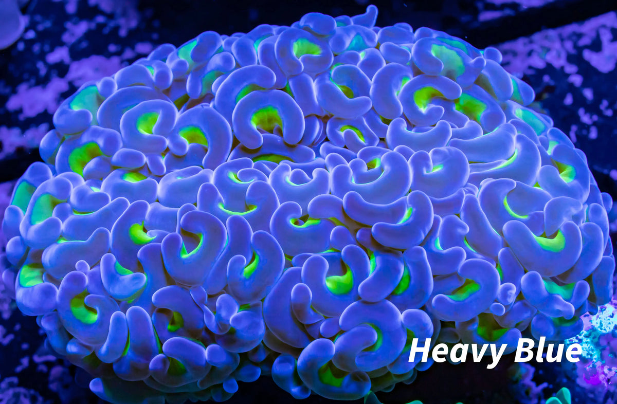 Ultra Blue / Purple Tip Toxic Green Stem Hammer Coral WYSIWYG 9cm Ultra Blue / Purple Tip Toxic Green Stem Hammer Coral WYSIWYG 9cm Aquarium Decor Ultra Blue / Purple Tip Toxic Green Stem Hammer Coral WYSIWYG 9cm Zeo Box Reef