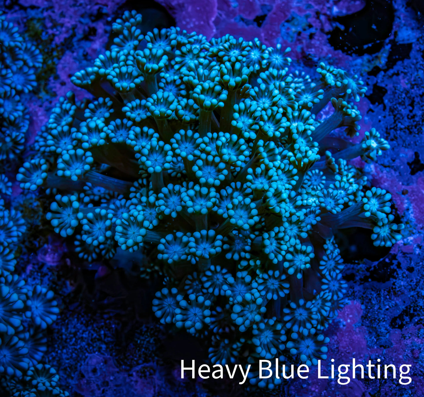 Ultra Blue Alveopora Coral Cluster 4cm WYSIWYG Ultra Blue Alveopora Coral Cluster 4cm WYSIWYG Animals & Pet Supplies Ultra Blue Alveopora Coral Cluster 4cm WYSIWYG Zeo Box Reef