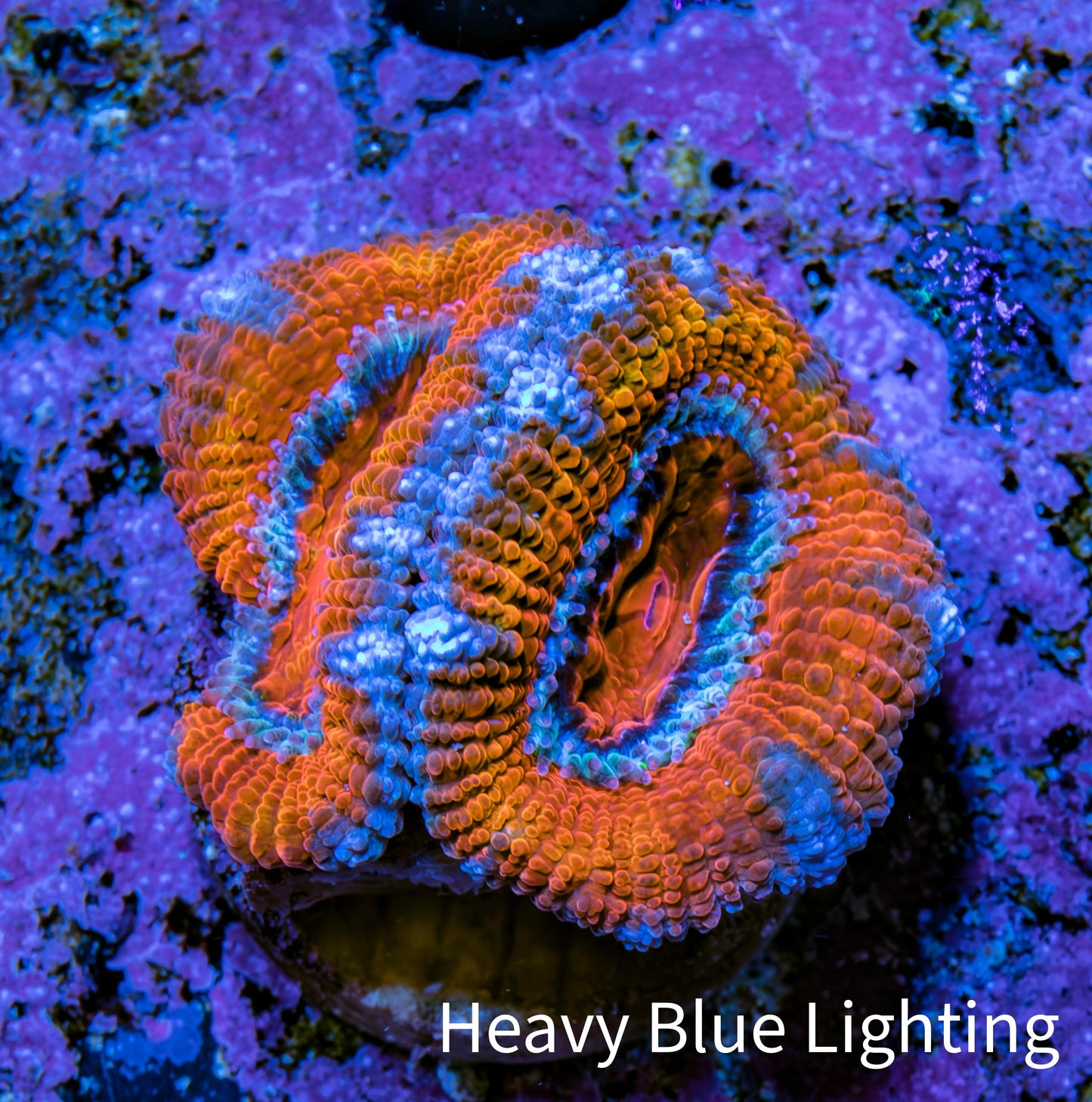 Ultra Blue / Orange Acan Coral Frag Ultra Blue / Orange Acan Coral Frag LPS Coral Ultra Blue / Orange Acan Coral Frag Zeo Box Reef