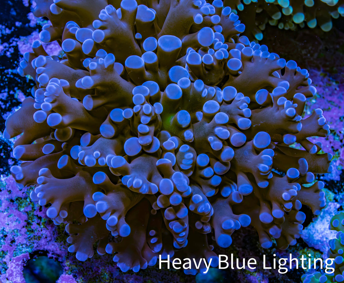 Ultra Blue Purple Hybrid Kingspawn Coral WYSIWYG Ultra Blue Purple Hybrid Kingspawn Coral WYSIWYG LPS Ultra Blue Purple Hybrid Kingspawn Coral WYSIWYG Zeo Box Reef