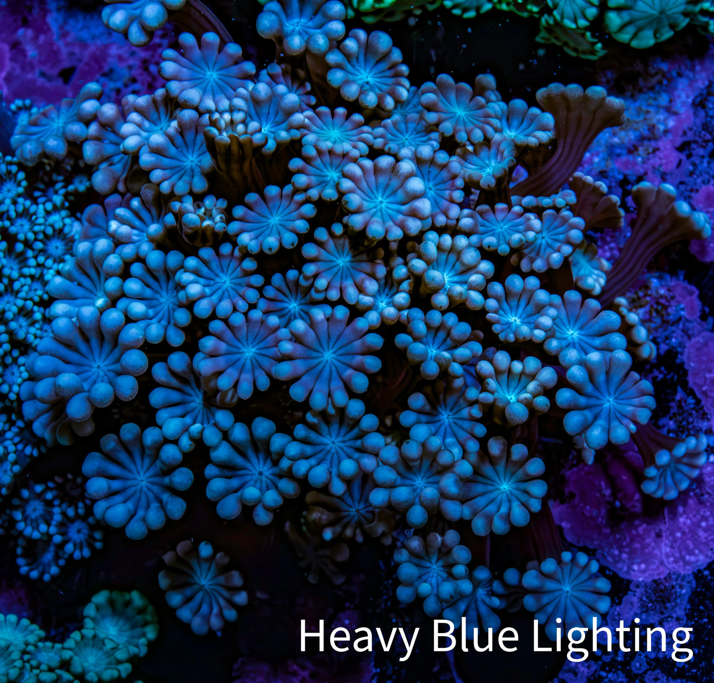 Ultra Blue - Purple & Pink Tip Alveopora Coral Cluster 4cm WYSIWYG Ultra Blue - Purple & Pink Tip Alveopora Coral Cluster 4cm WYSIWYG Animals & Pet Supplies Ultra Blue - Purple & Pink Tip Alveopora Coral Cluster 4cm WYSIWYG Zeo Box Reef