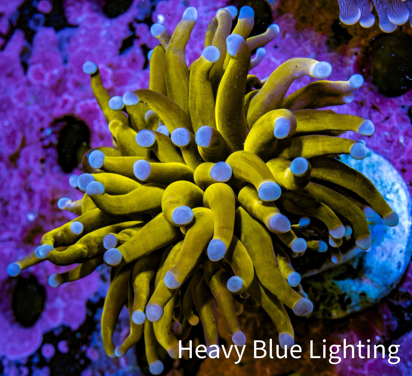 Ultra Blue Tip 24K Gold Torch Coral WYSIWYG 5cm Ultra Blue Tip 24K Gold Torch Coral WYSIWYG 5cm LPS Ultra Blue Tip 24K Gold Torch Coral WYSIWYG 5cm Zeo Box Reef