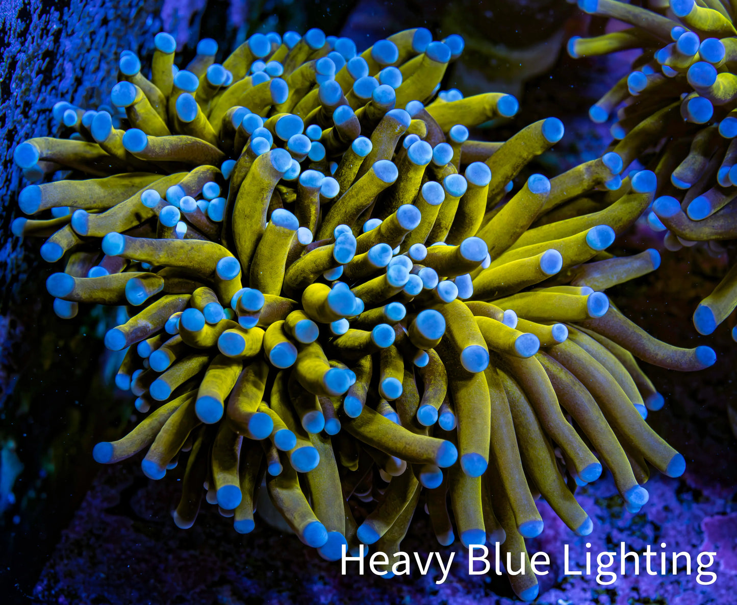 Ultra Blue Tip 24K Gold Torch Coral WYSIWYG 8cm Ultra Blue Tip 24K Gold Torch Coral WYSIWYG 8cm LPS Ultra Blue Tip 24K Gold Torch Coral WYSIWYG 8cm Zeo Box Reef
