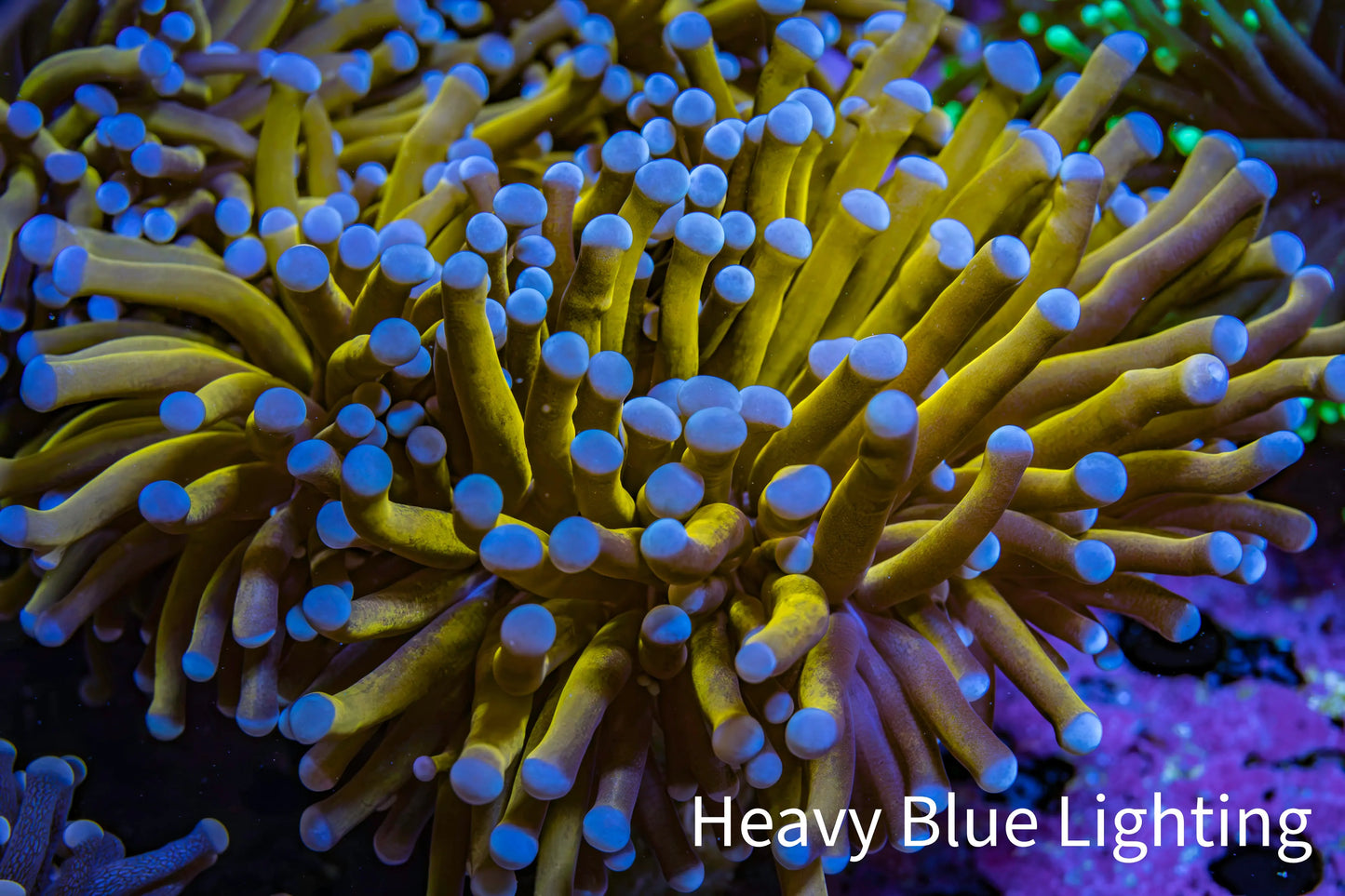 Ultra Blue Tip 24K Gold Torch Coral WYSIWYG 8cm Ultra Blue Tip 24K Gold Torch Coral WYSIWYG 8cm LPS Ultra Blue Tip 24K Gold Torch Coral WYSIWYG 8cm Zeo Box Reef