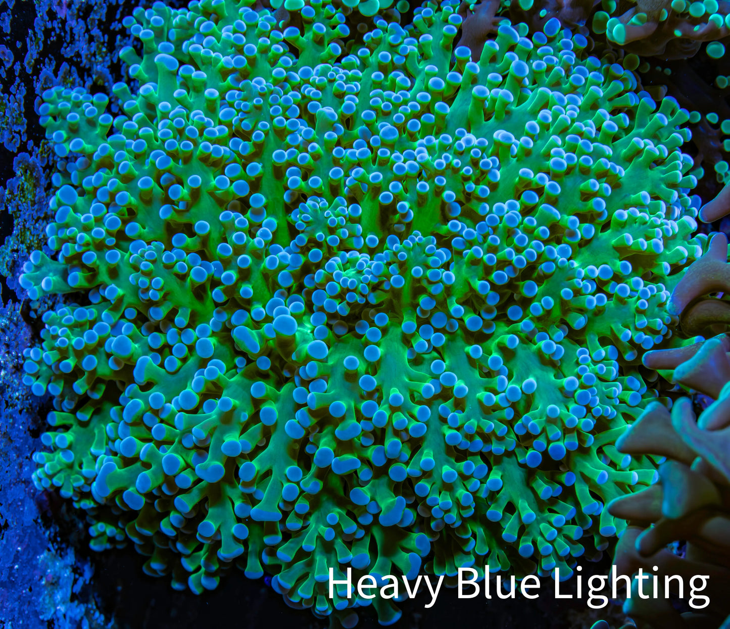 Ultra Blue Tip Neon Green Base Frogspawn Coral - WYSIWYG 7cm E10R5B1 Ultra Blue Tip Neon Green Base Frogspawn Coral - WYSIWYG 7cm E10R5B1 LPS Ultra Blue Tip Neon Green Base Frogspawn Coral - WYSIWYG 7cm E10R5B1 Zeo Box Reef